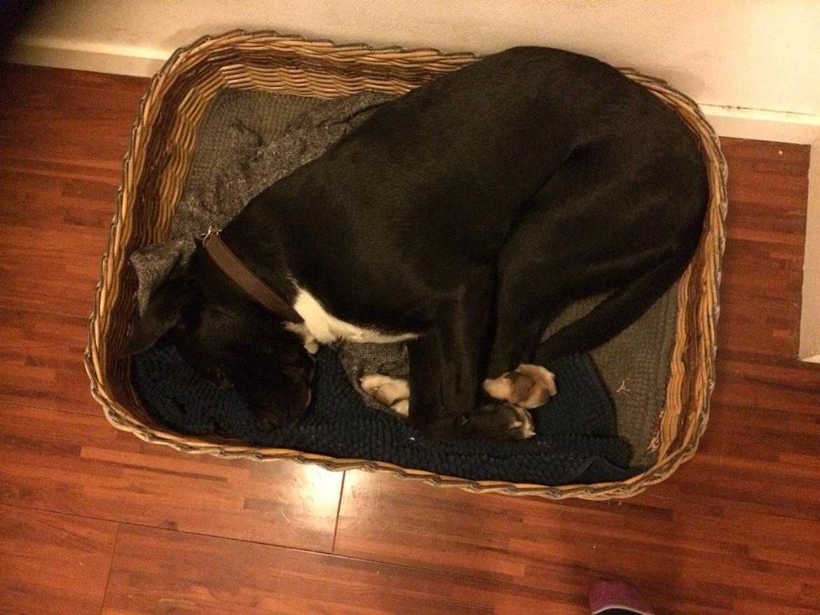 Blanding af racer Sigurd billede 12