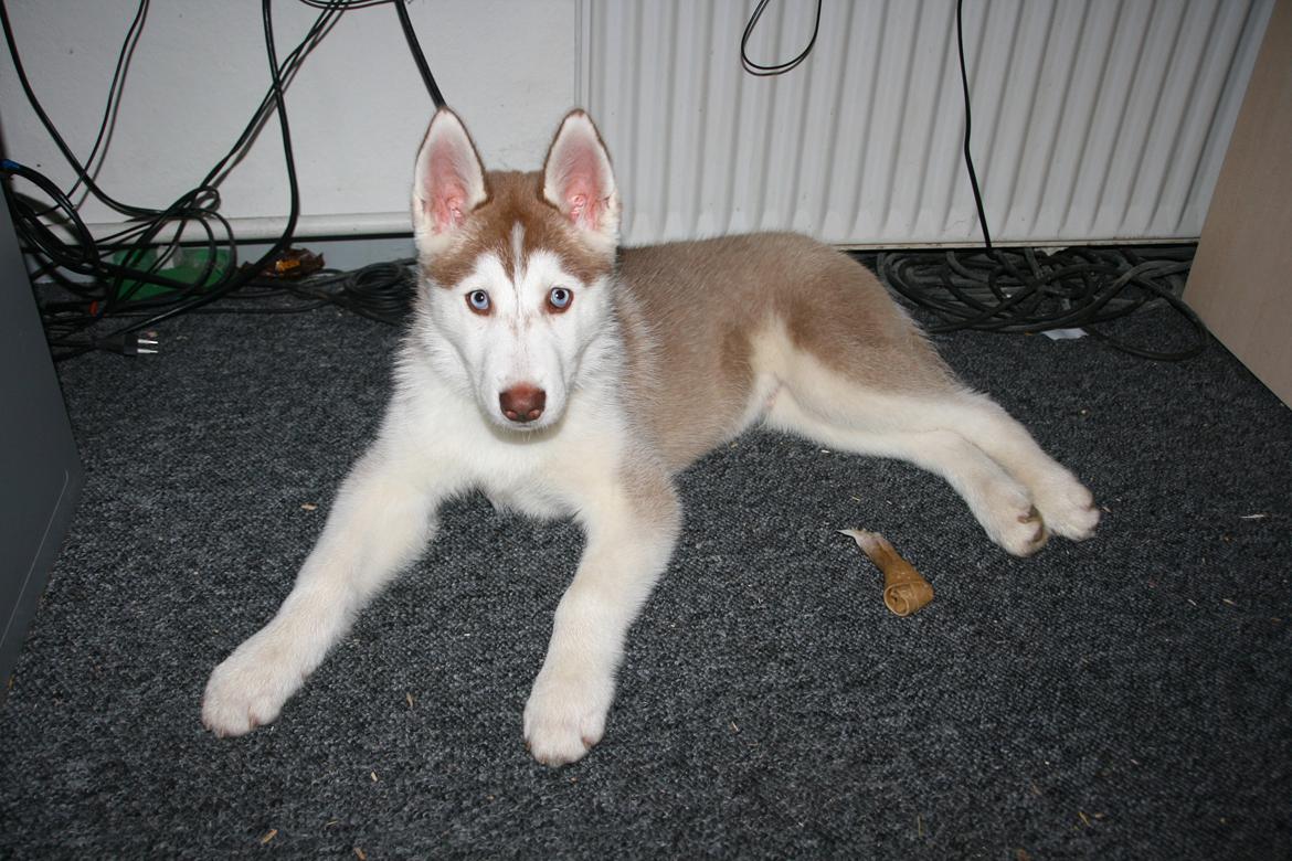 Siberian husky Yuki billede 8