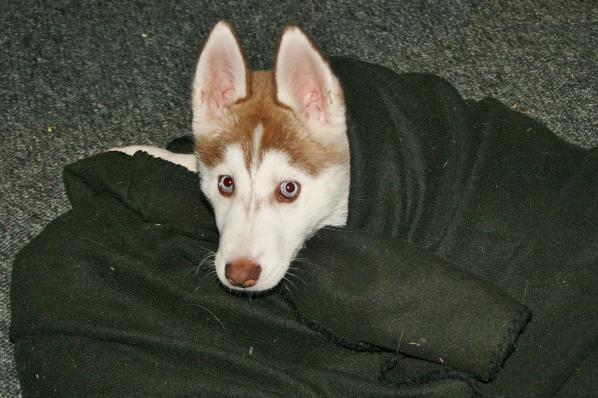 Siberian husky Yuki billede 16