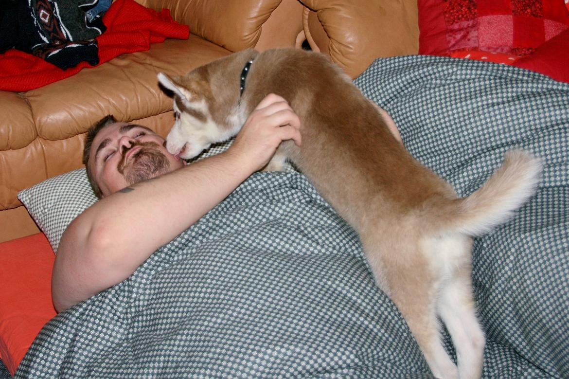 Siberian husky Yuki billede 15