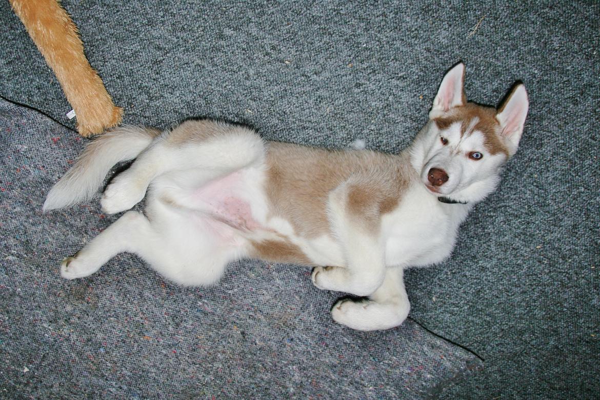 Siberian husky Yuki billede 6