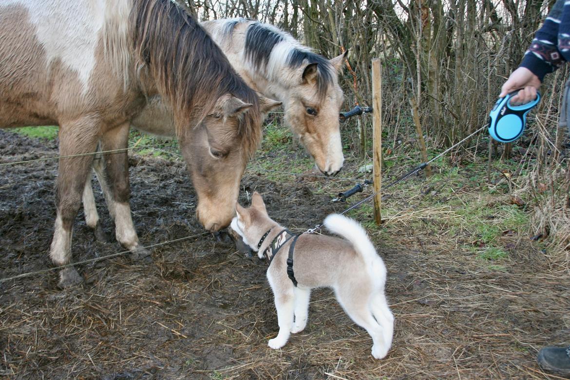Siberian husky Yuki billede 10