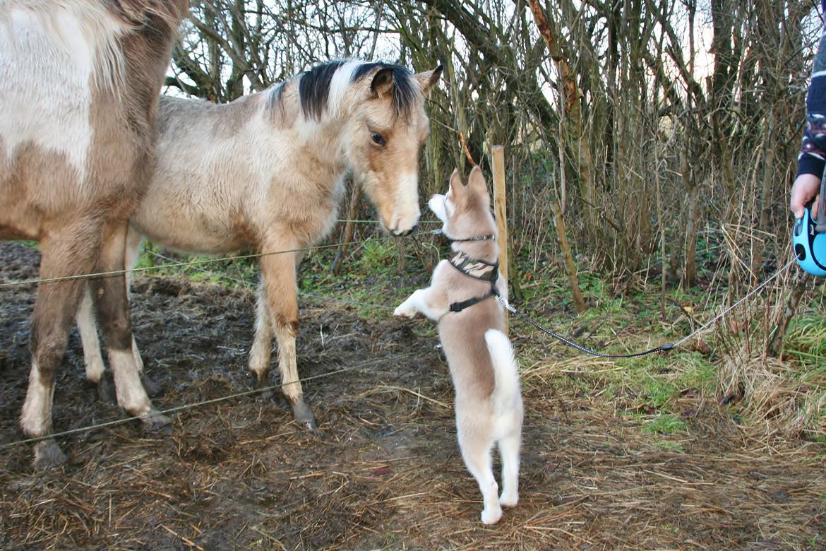 Siberian husky Yuki billede 5