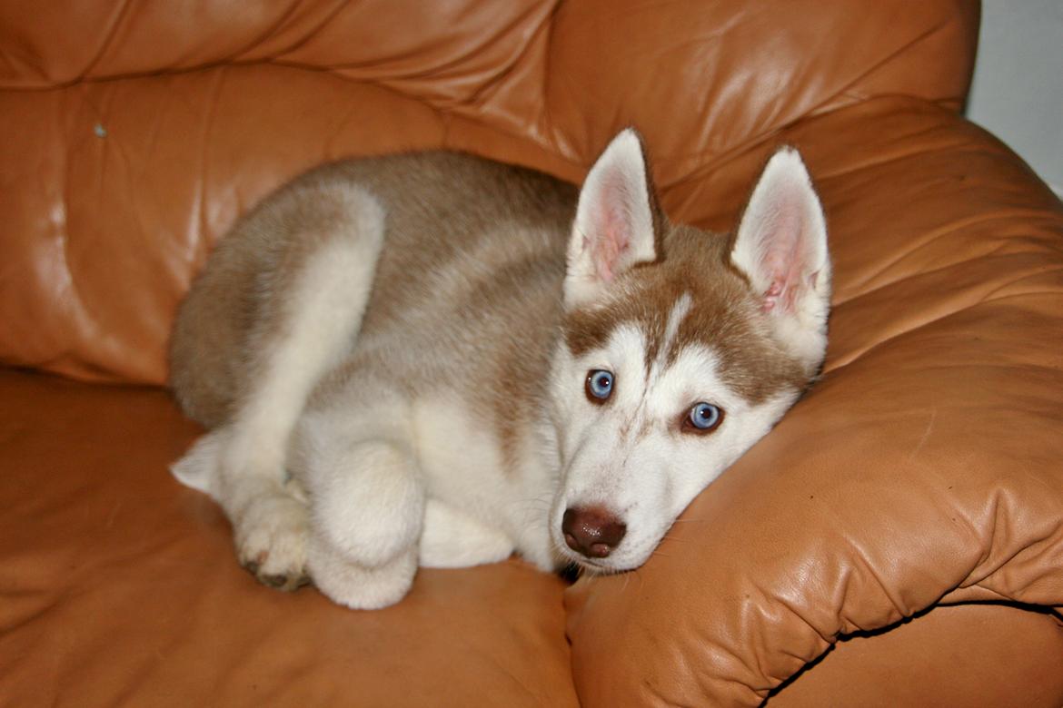 Siberian husky Yuki billede 13
