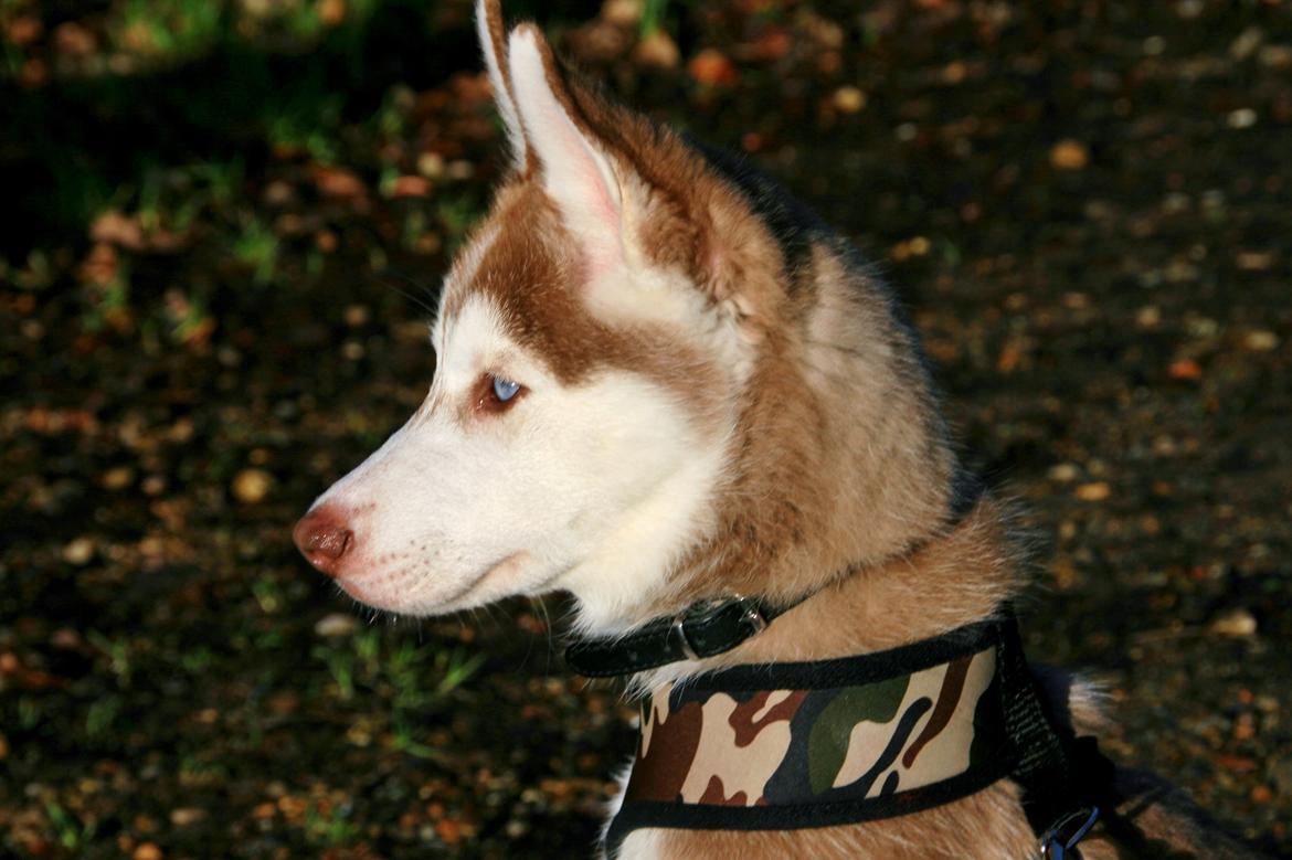 Siberian husky Yuki billede 7