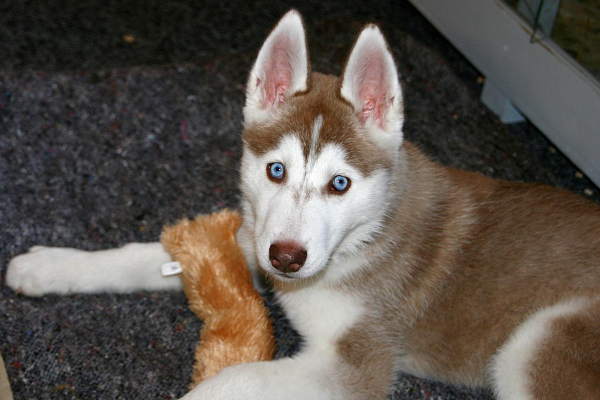 Siberian husky Yuki billede 4