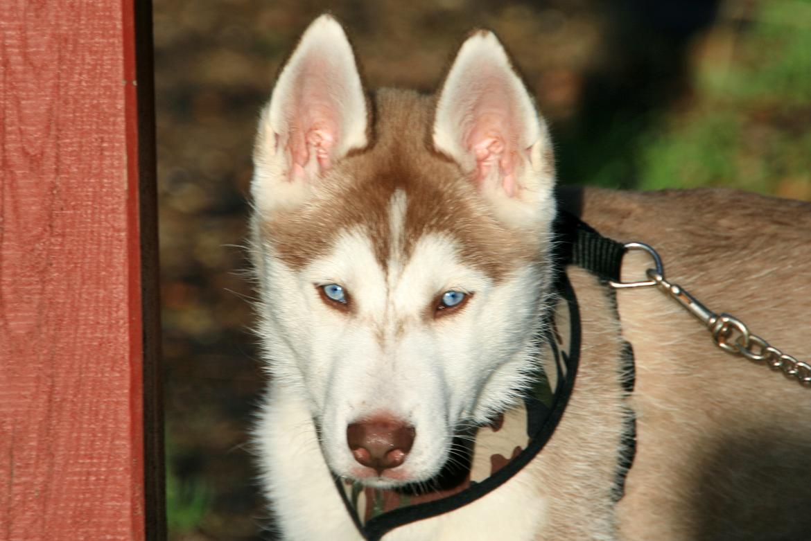 Siberian husky Yuki billede 11