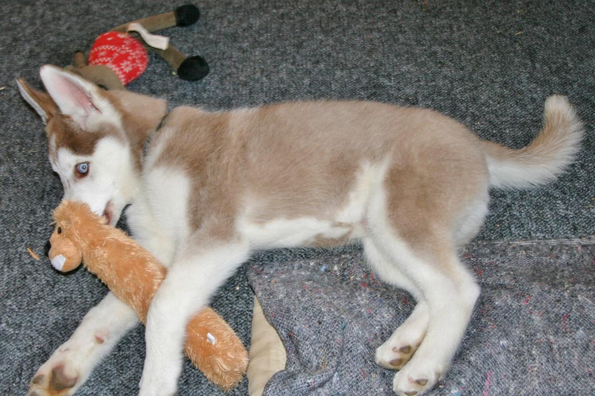 Siberian husky Yuki billede 14