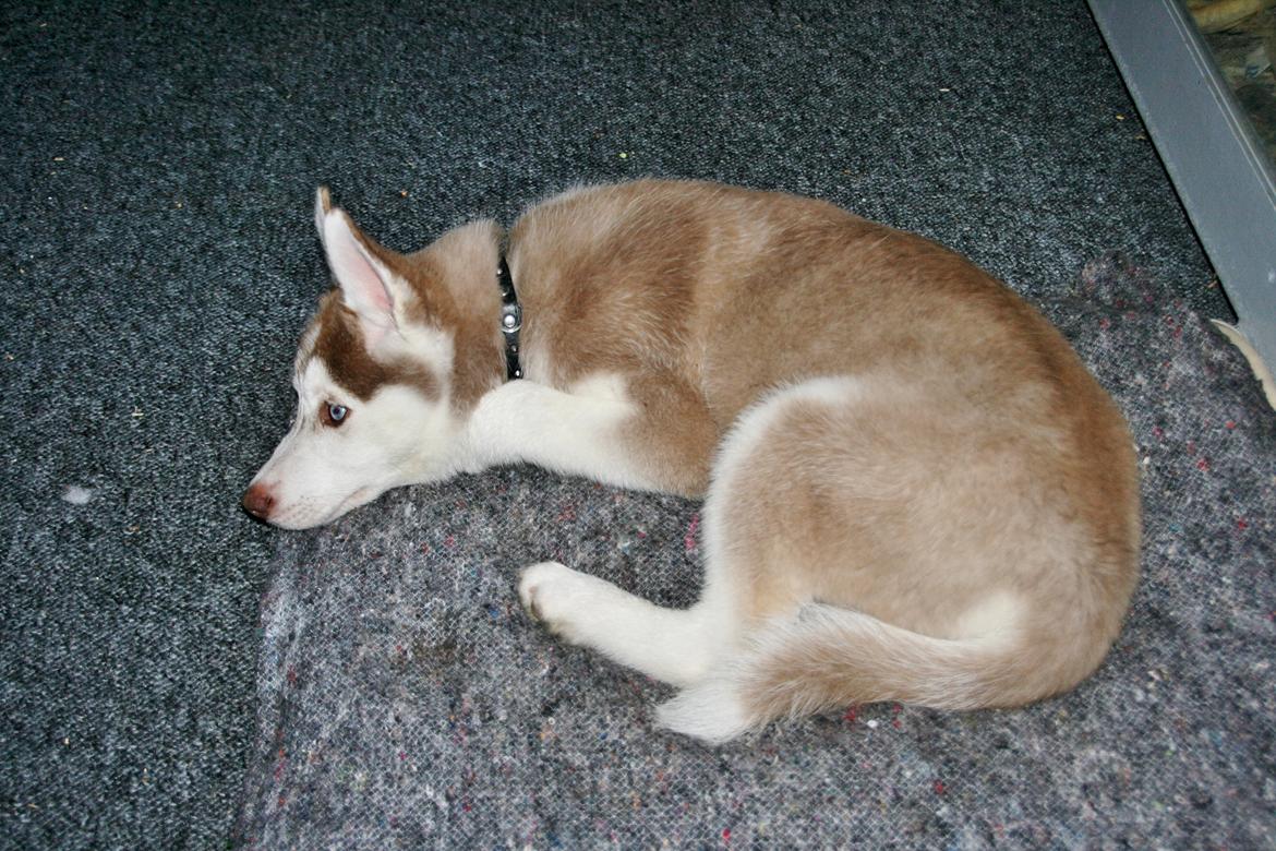 Siberian husky Yuki billede 17