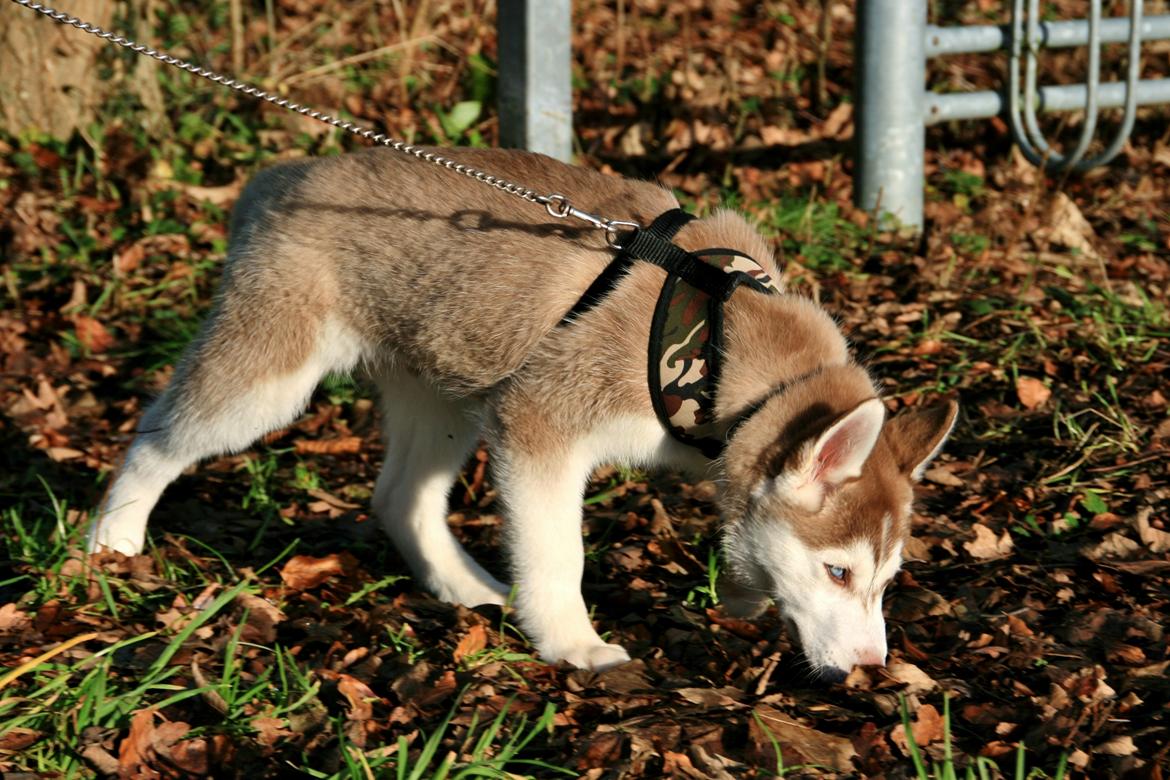 Siberian husky Yuki billede 18