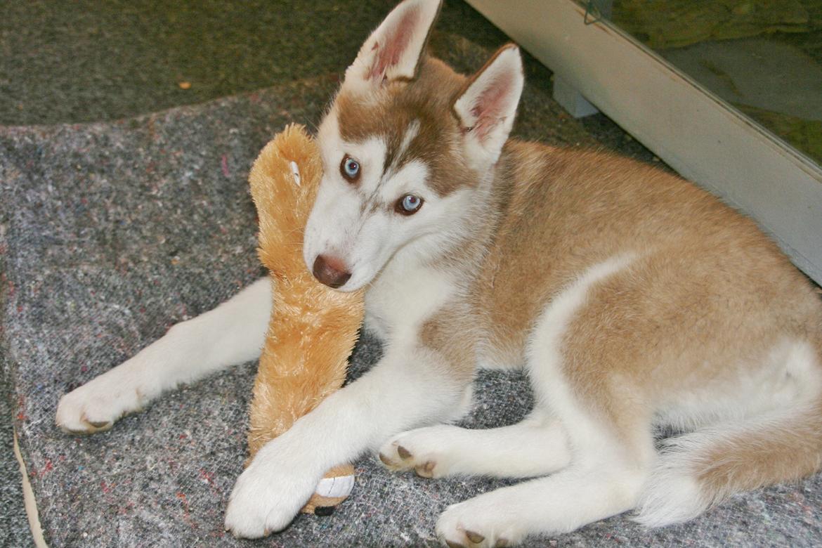 Siberian husky Yuki billede 19