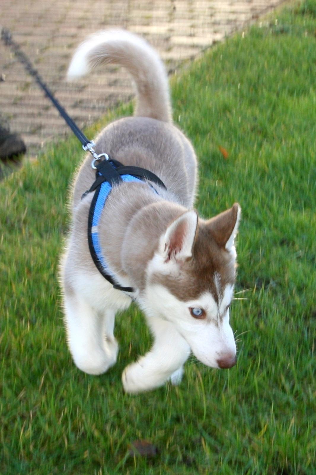 Siberian husky Yuki billede 12