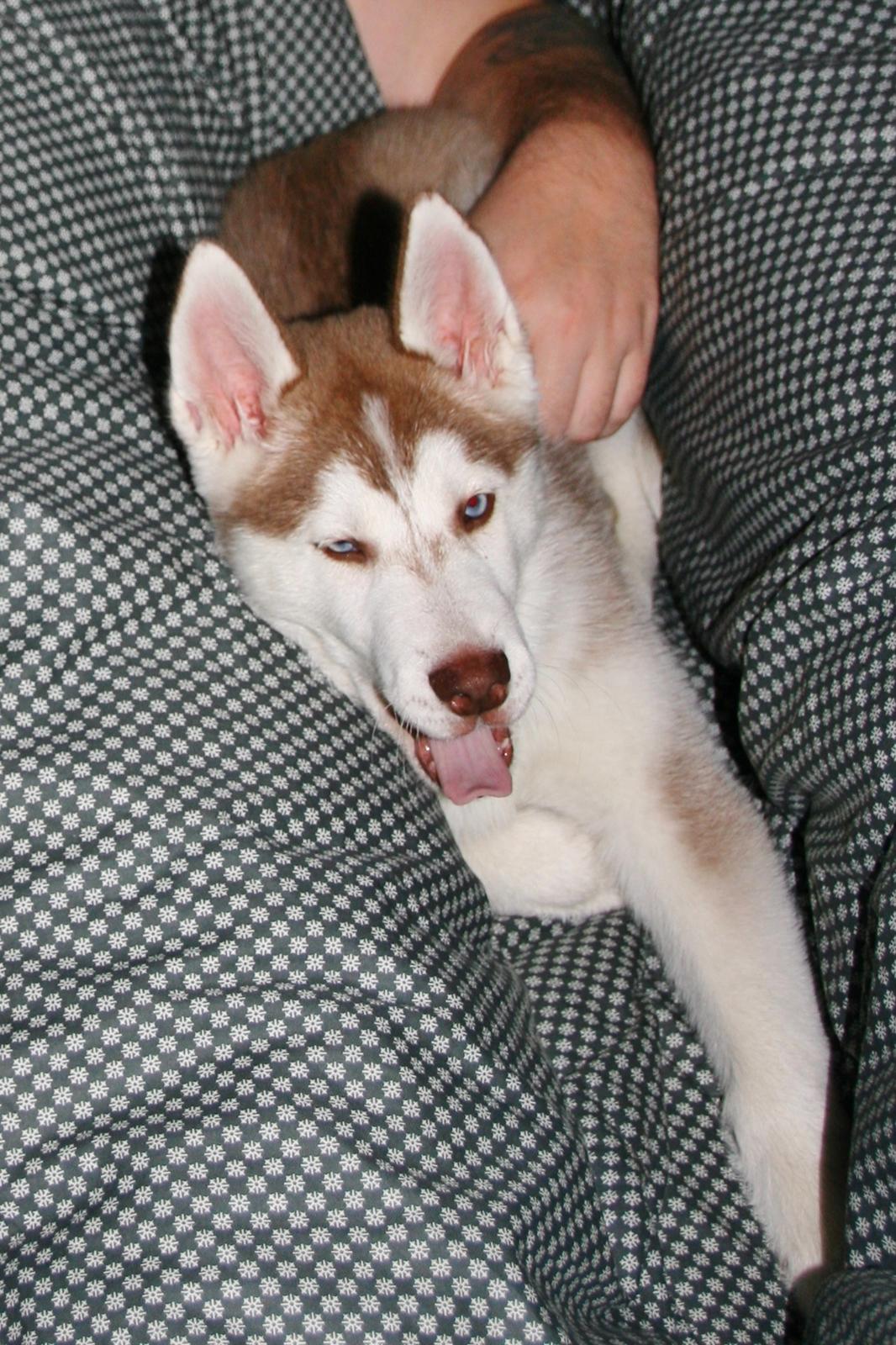 Siberian husky Yuki billede 20
