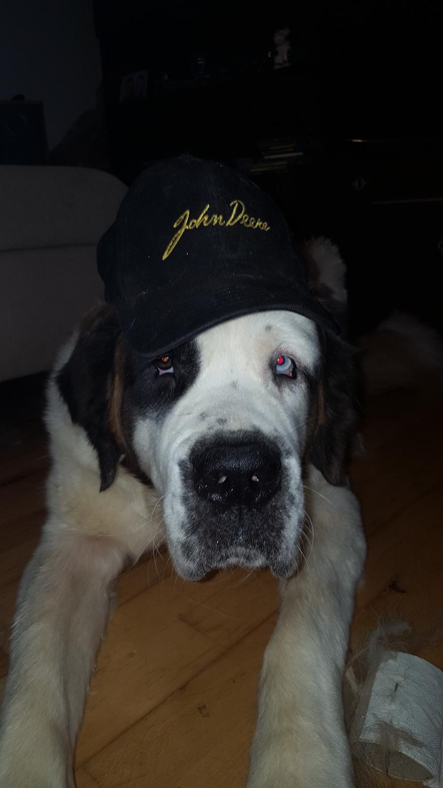 Sankt bernhardshund Allison  billede 47