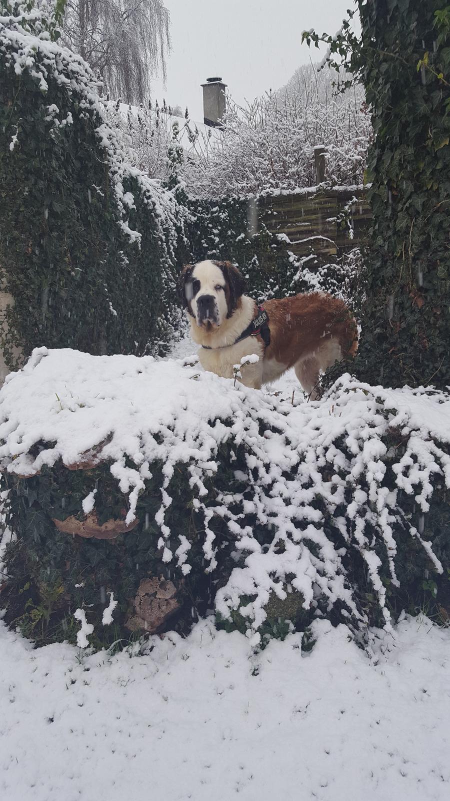 Sankt bernhardshund Allison  billede 48