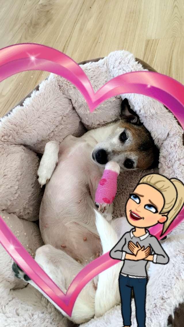 Blanding af racer Bailey billede 1