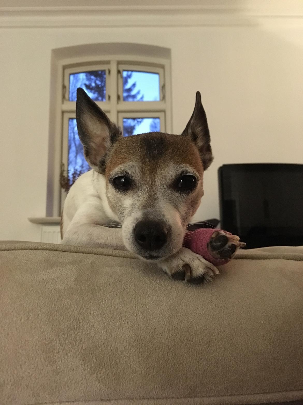 Blanding af racer Bailey billede 2