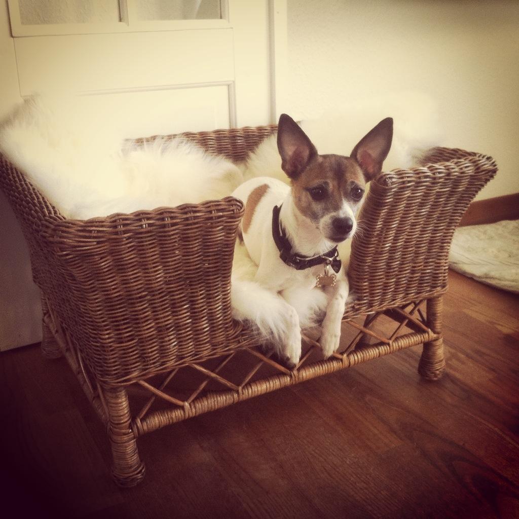 Blanding af racer Bailey billede 3