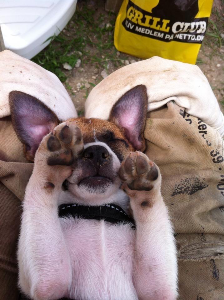 Blanding af racer Bailey billede 5