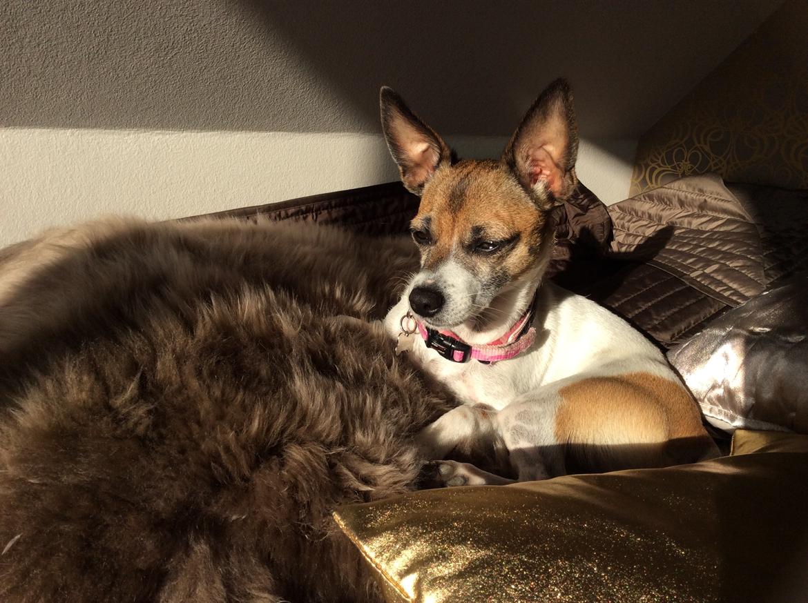 Blanding af racer Bailey billede 9