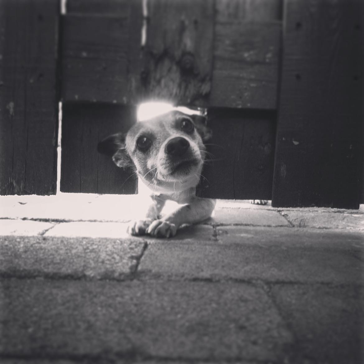 Blanding af racer Bailey billede 4