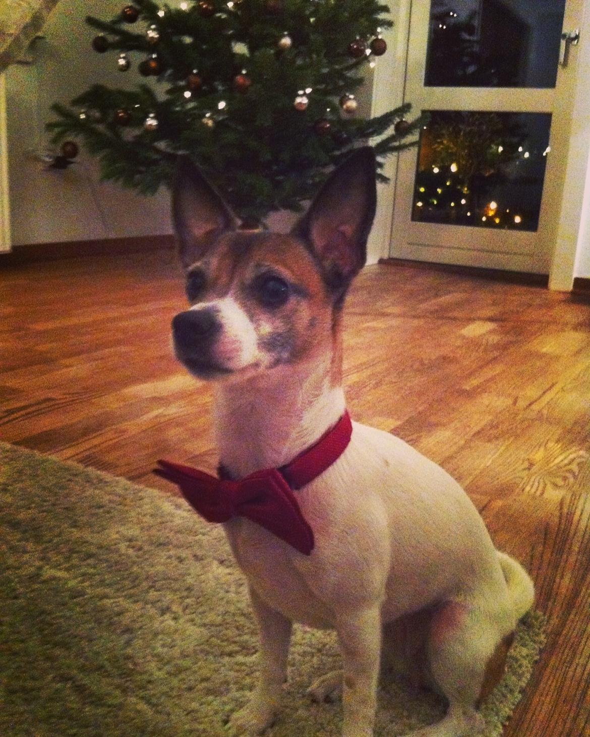 Blanding af racer Bailey billede 6