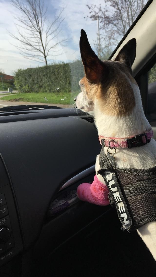 Blanding af racer Bailey billede 10