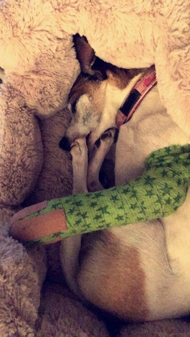 Blanding af racer Bailey billede 13