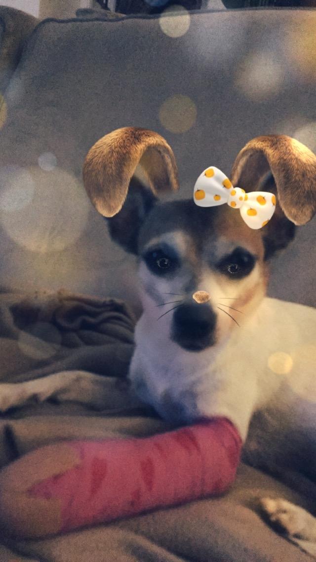 Blanding af racer Bailey billede 8