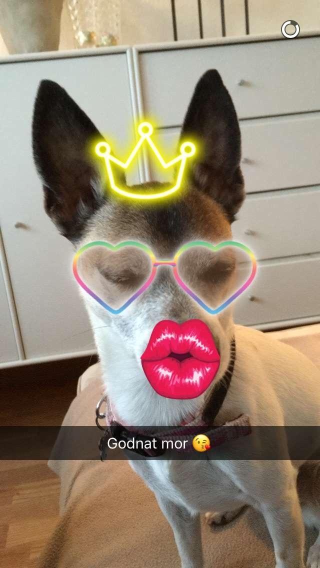 Blanding af racer Bailey billede 11