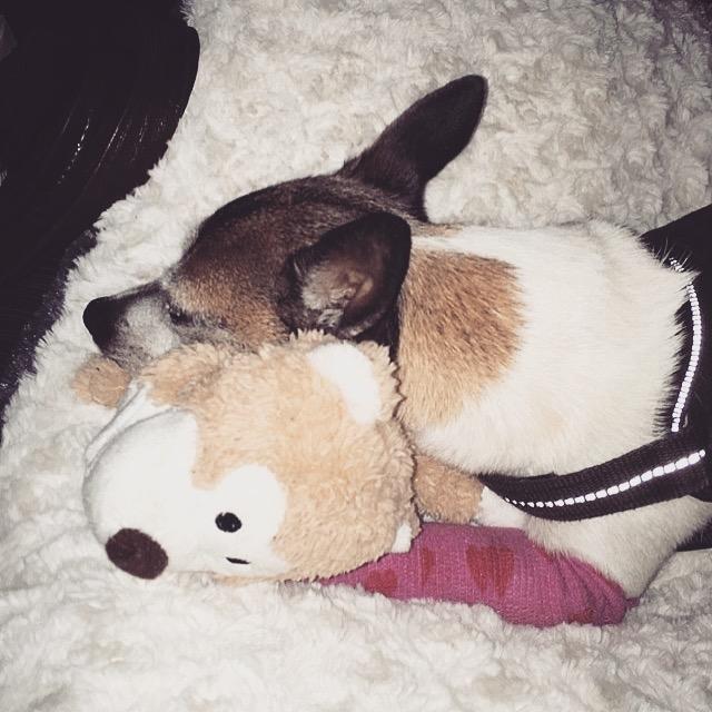 Blanding af racer Bailey billede 12