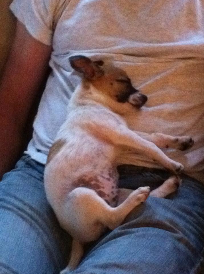 Blanding af racer Bailey billede 14