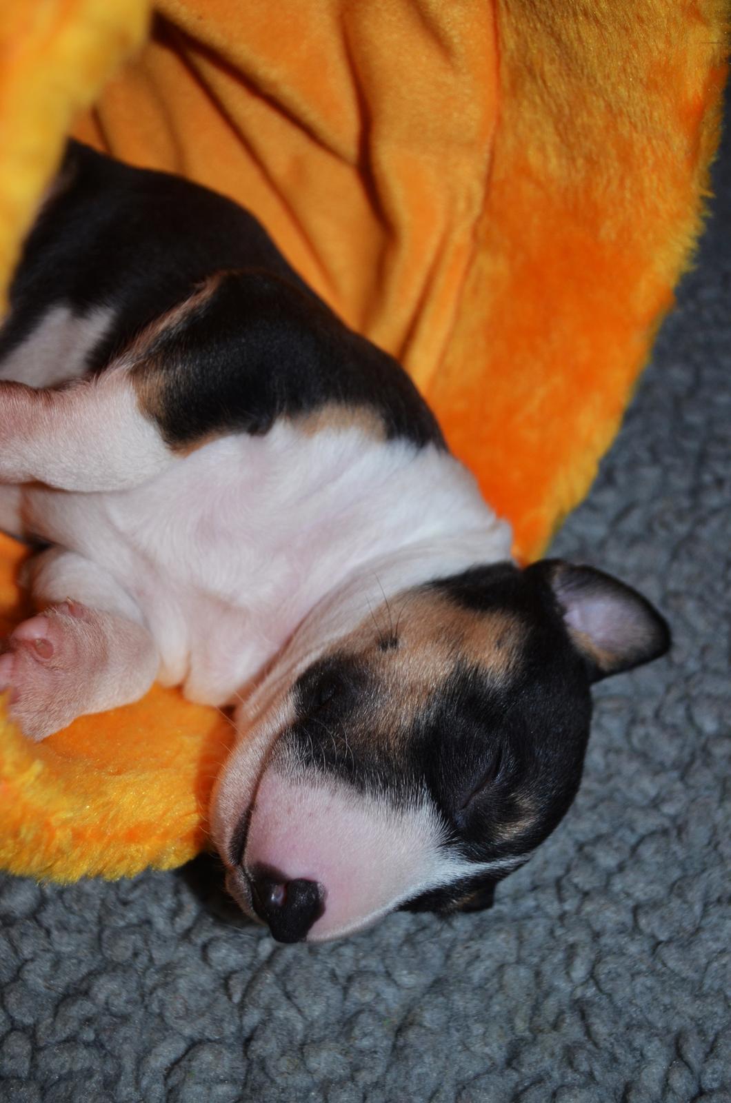 Bullterrier miniature Banshee billede 8