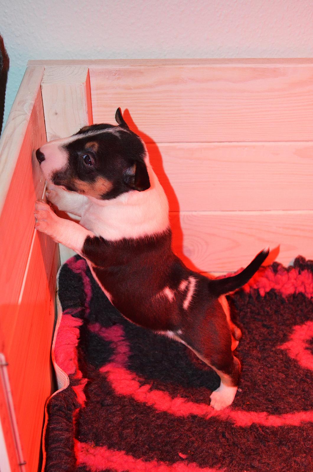 Bullterrier miniature Banshee billede 5