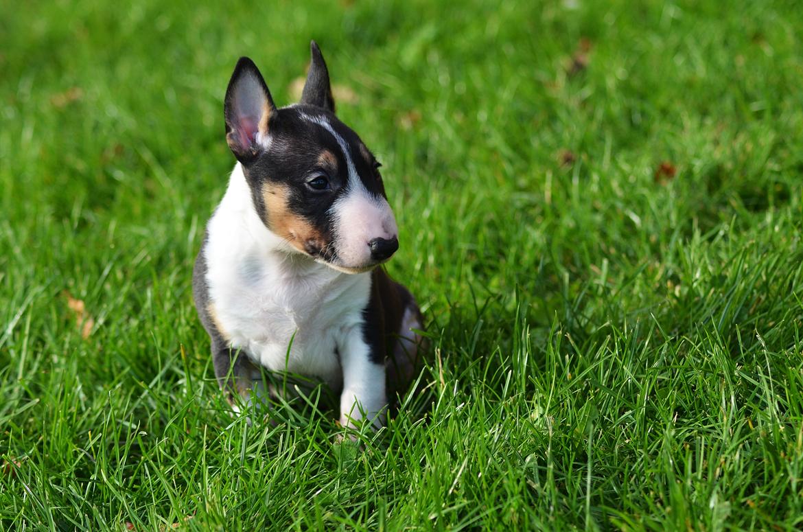 Bullterrier miniature Banshee billede 9