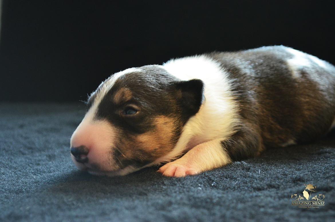 Bullterrier miniature Banshee billede 3