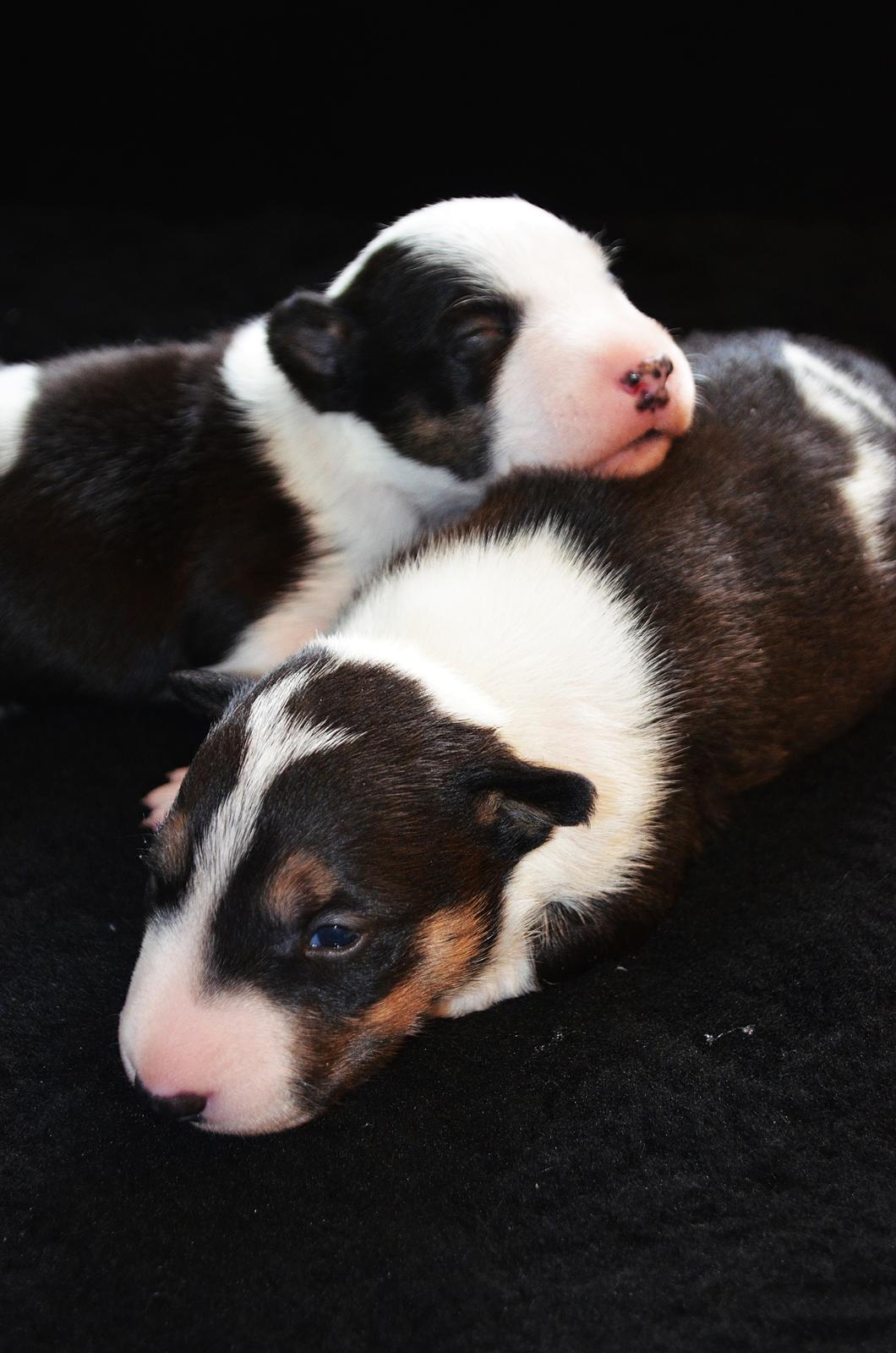 Bullterrier miniature Banshee billede 4