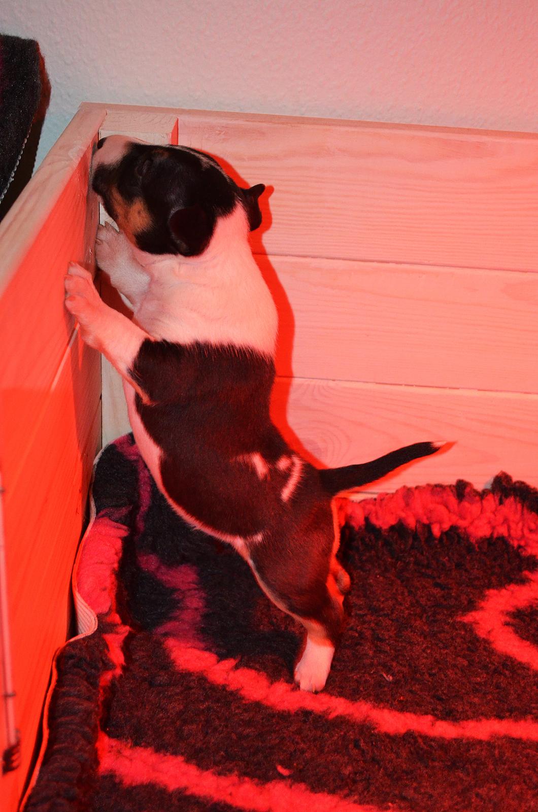 Bullterrier miniature Banshee billede 6