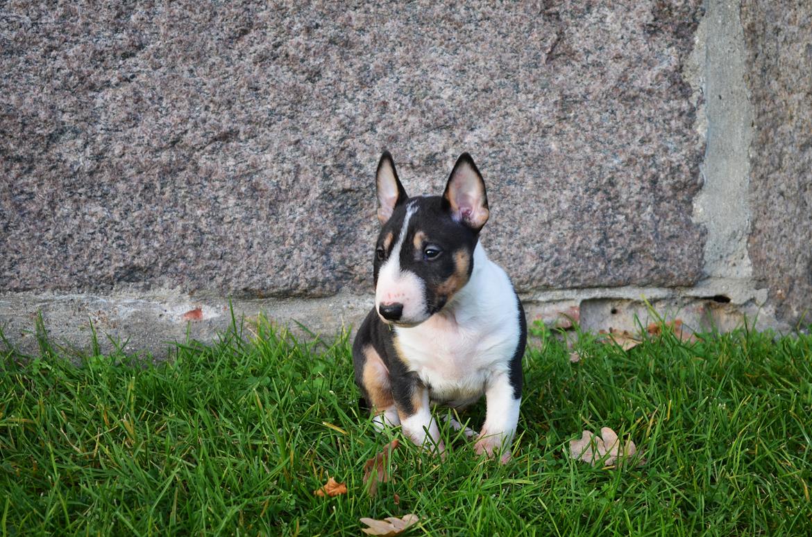 Bullterrier miniature Banshee billede 10