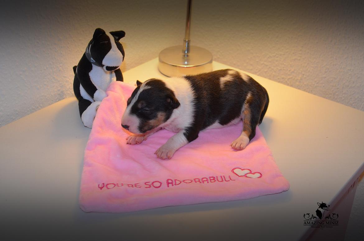 Bullterrier miniature Banshee billede 1