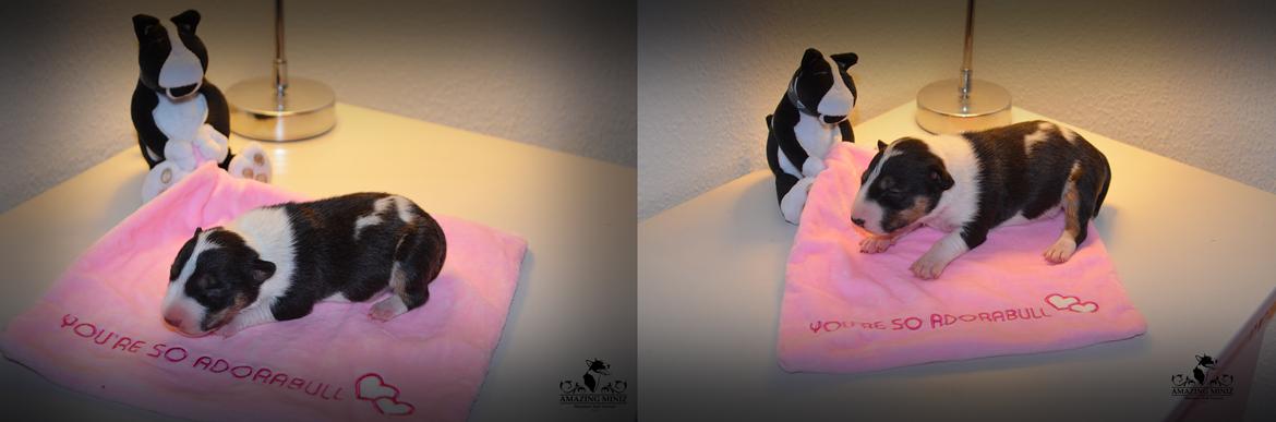 Bullterrier miniature Banshee billede 2