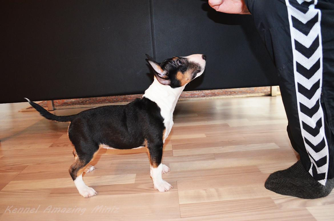 Bullterrier miniature Banshee billede 11