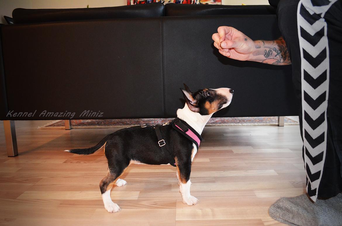 Bullterrier miniature Banshee billede 12