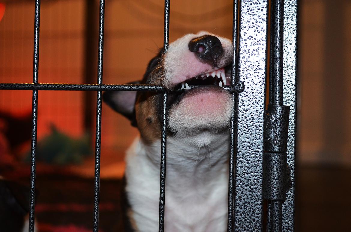 Bullterrier miniature Banshee billede 7