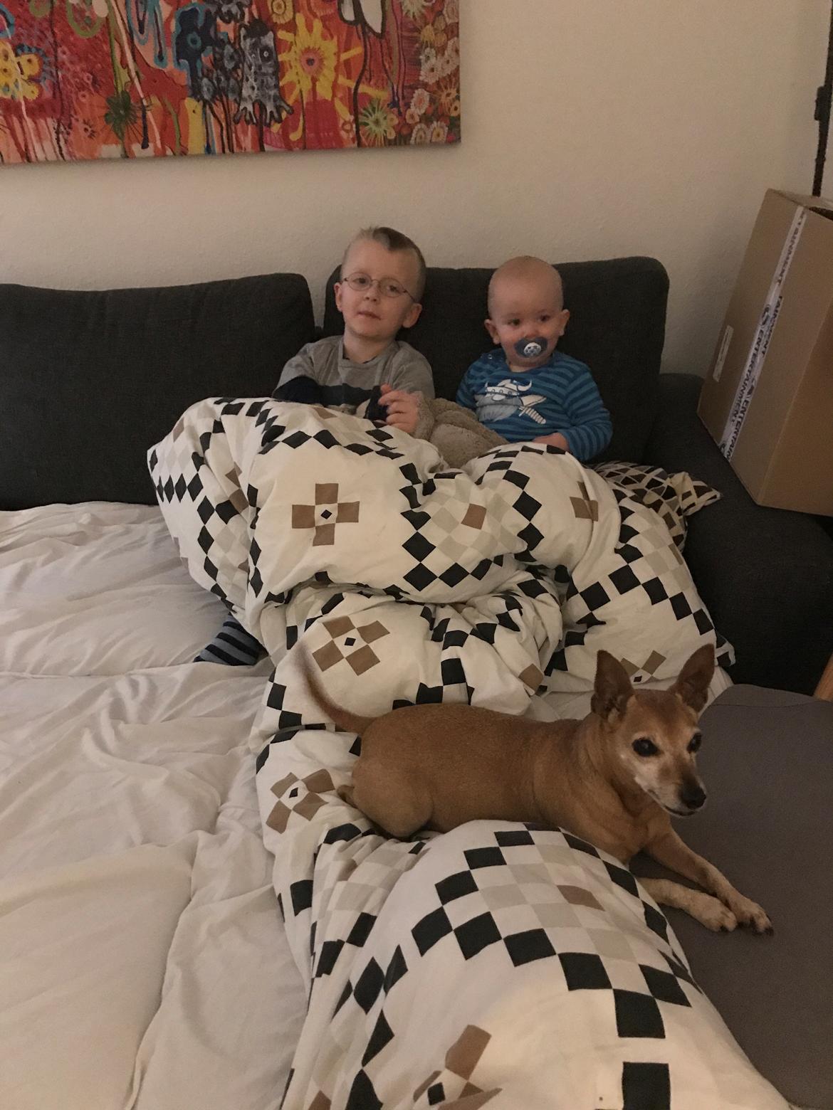 Dvaergpinscher Kate<3 12 maj - Kate med sine brødre ❤️ billede 19