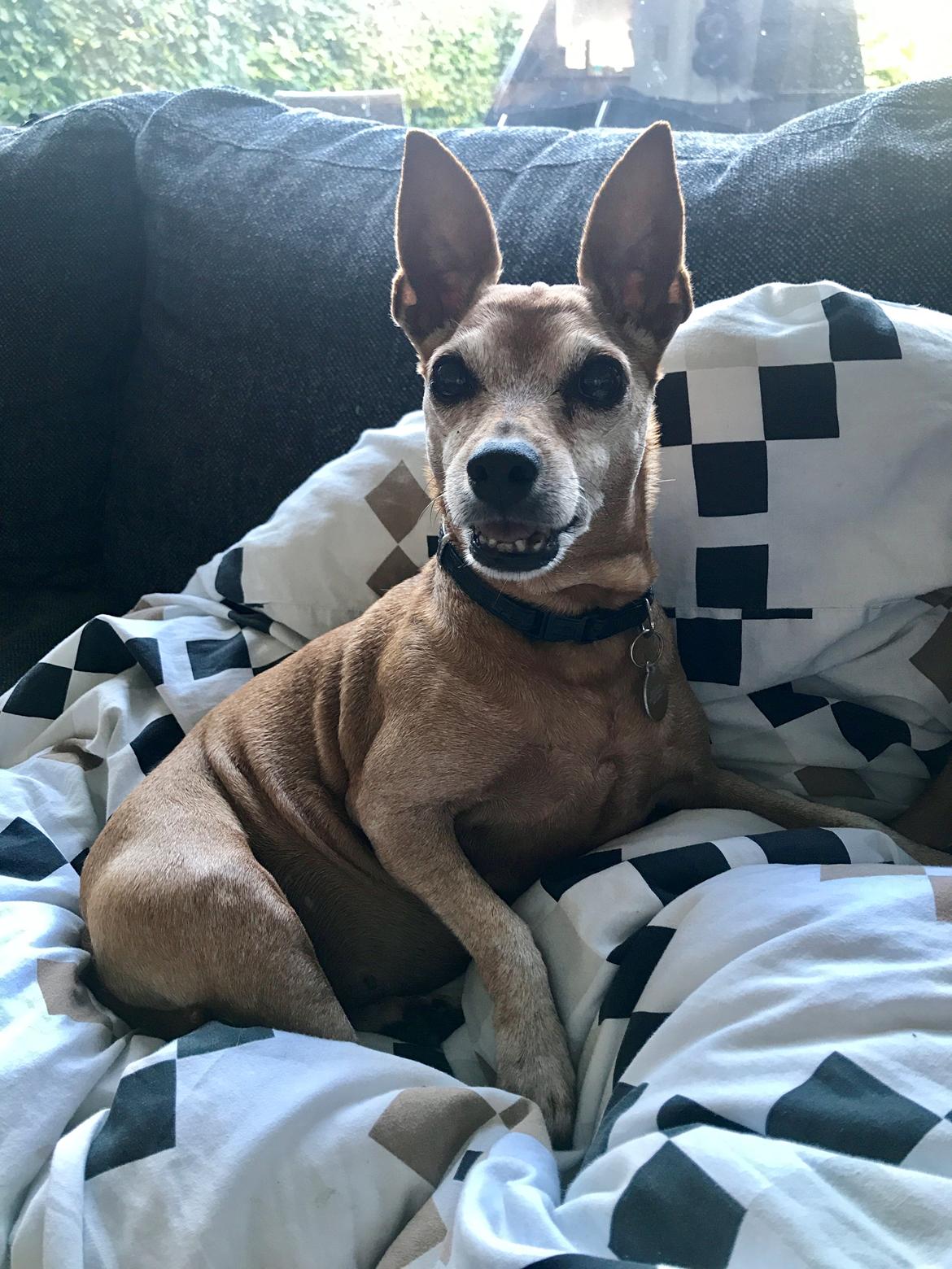 Dvaergpinscher Kate<3 12 maj - Kate 11 år ❤️ billede 20