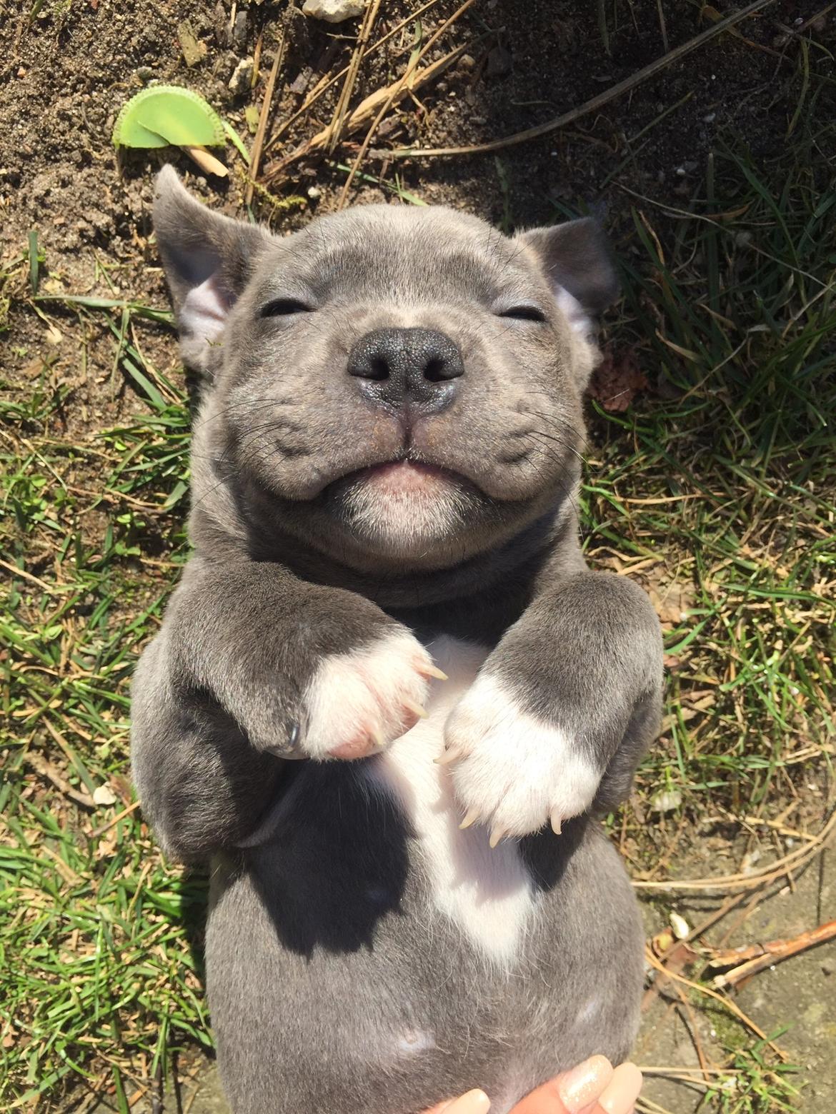 Staffordshire bull terrier Enzo billede 1