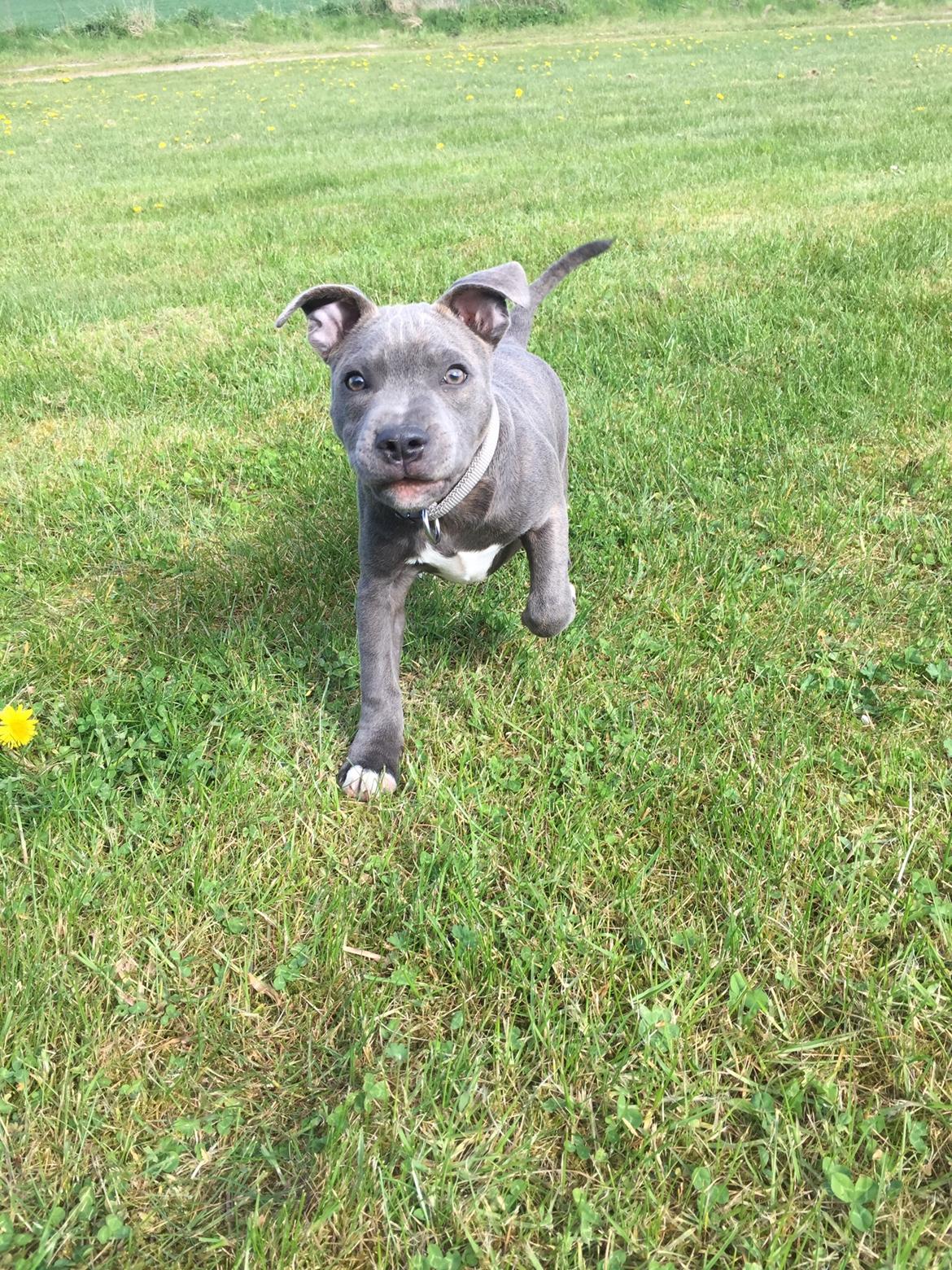 Staffordshire bull terrier Enzo billede 4