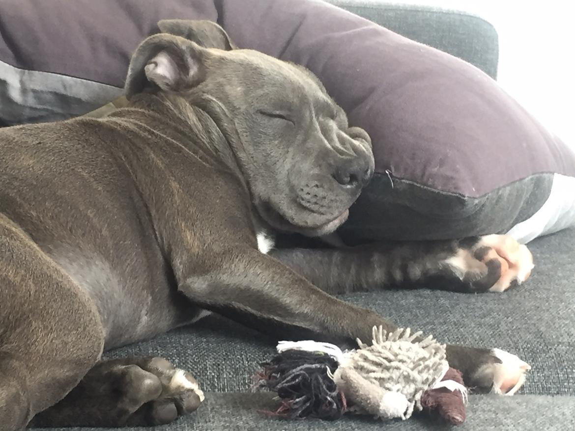 Staffordshire bull terrier Enzo billede 7