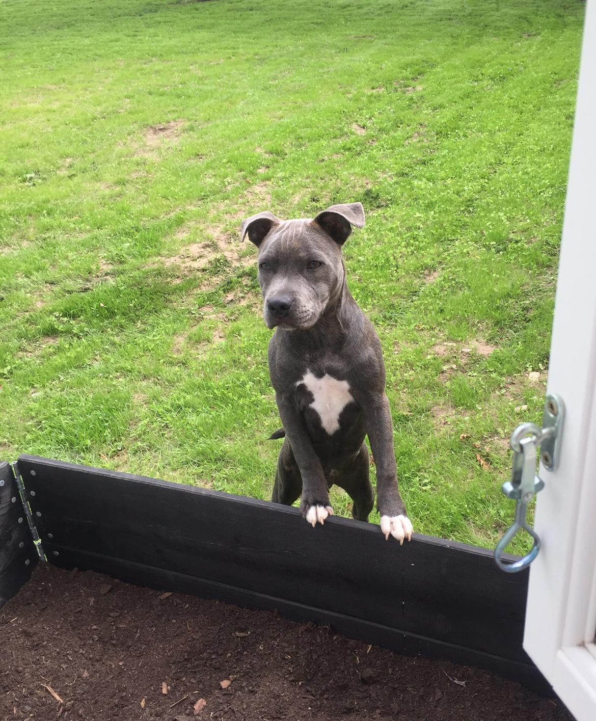 Staffordshire bull terrier Enzo billede 9